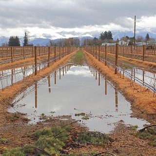 PAC: Ayudas para el campo por las borrascas