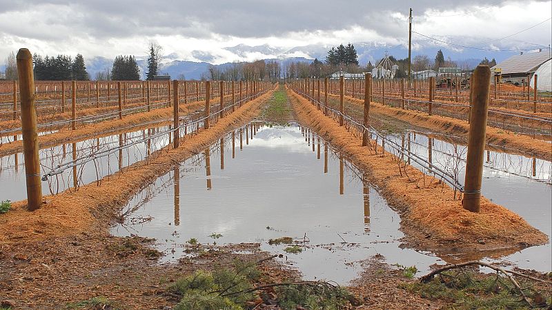 Mundo rural - PAC: Ayudas para el campo por las borrascas - 06/04/26 - Escuchar ahora