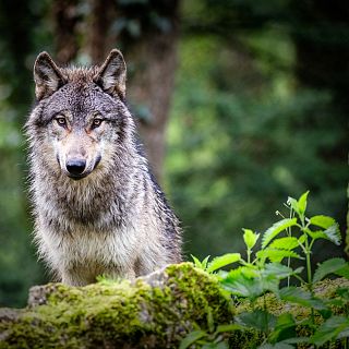 Pulso entre Rousseau y Hobbes: �somos �ngeles o lobos?