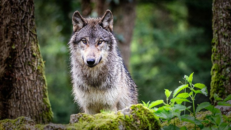 Ágora 3.0 - Pulso entre Rousseau y Hobbes: ¿somos ángeles o lobos? - Escuchar ahora