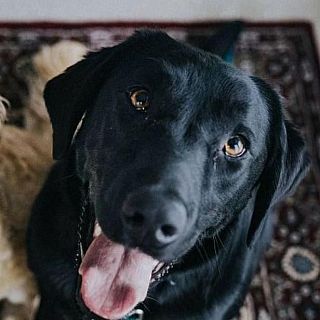 De Nit - Actualitat del món animal, amb Paula Calvo