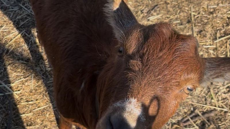 Reportajes Emisoras - Ávila - Renacen las guisandesas - 06/04/26 - Escuchar ahora
