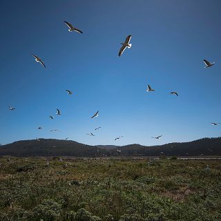 Cient�ficos chilenos abren el debate de cu�ndo y c�mo se pobl� Am�rica