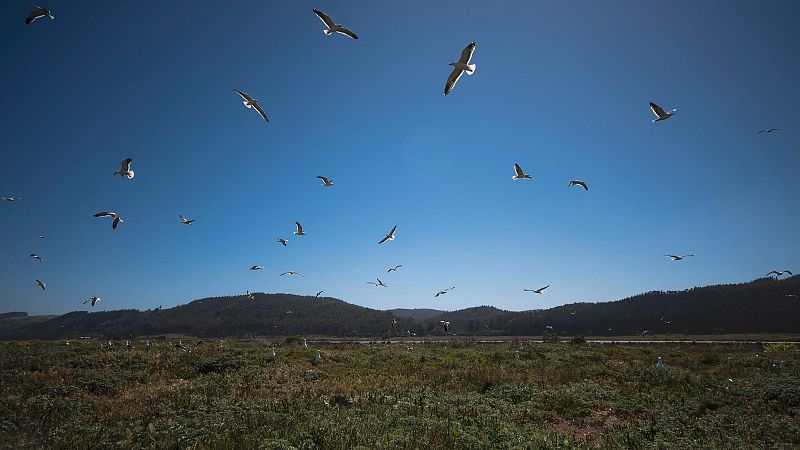 Cinco continentes - Científicos chilenos abren el debate de cuándo y cómo se pobló América - Escuchar ahora