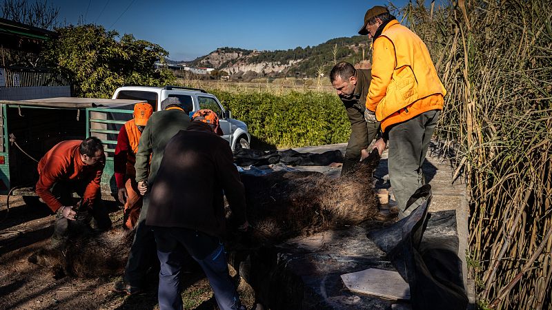 El radi de vigilància de pesta porcina s'amplia fins a la B-40 | Escoltar