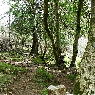 Yaya Bushcraft: "Construir cabanes �s un vici brutal"