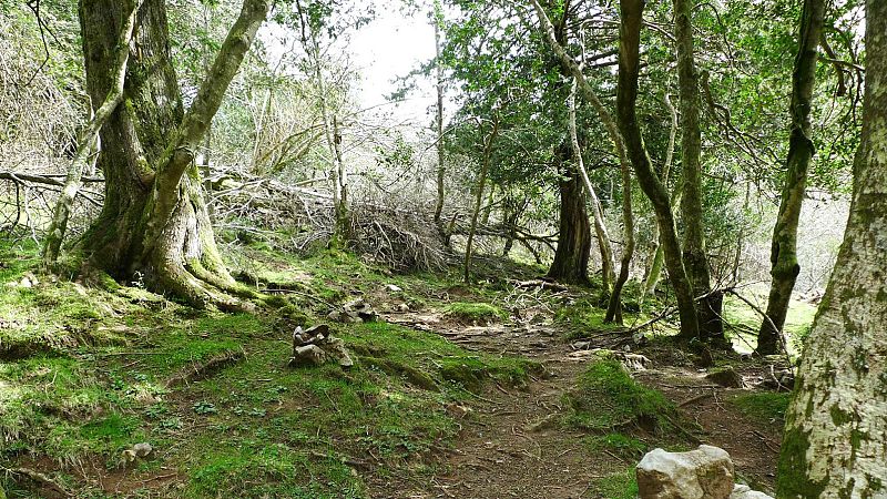 L'Entrellat - Yaya Bushcraft: "Construir cabanes �s un vici brutal" - L'Entrellat | Escoltar
