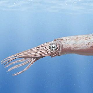 El calamar de Poseidón, entre las especies más fascinantes