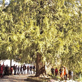El árbol y las utopías del árbol