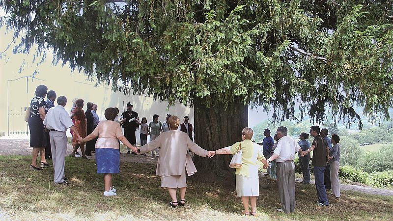 El bosque habitado - El árbol y las utopías del árbol - 05/04/26 - El bosque habitado | Escuchar