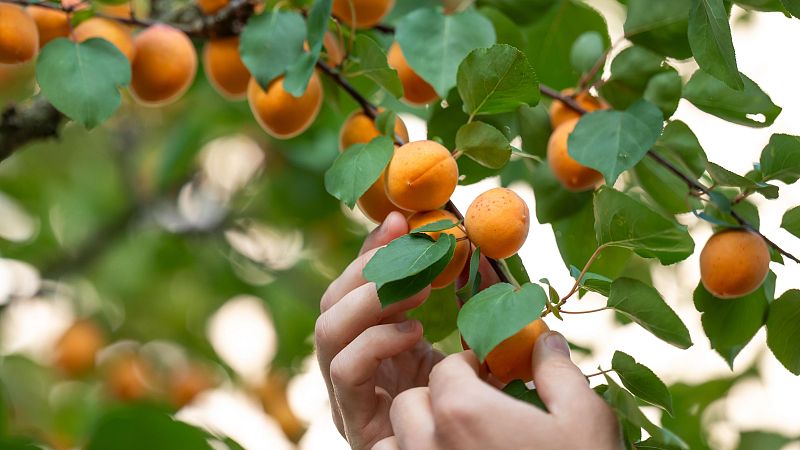 El palabrero - Albaricoques catalanes, ingleses y mundiales - 08/04/26 - Escuchar ahora