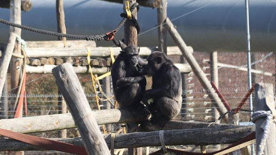 La Fundaci� Mona celebra 25 anys i projecta un nou centre