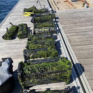 El IEO recupera vivas las ostras del proyecto RemediOS