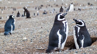 Kast pone en pausa la protección del pingüino de Humboldt