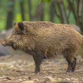 Caos a Collserola: desenes de persones se salten les restriccions per la pesta porcina africana