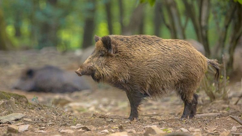 El mat� de R�dio 4 - Caos a Collserola: desenes de persones ignoren les prohibicions en plena crisi per la pesta porcina - El mat� de R�dio 4 | Escoltar