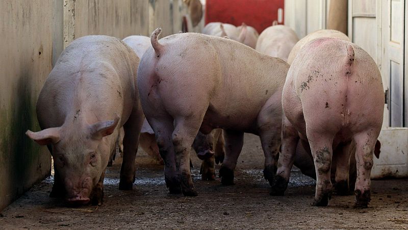 El preu de la carn de porc es recupera de la pesta porcina africana