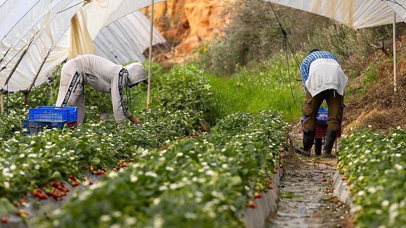 Mundo rural - PAC: Ayudas para los agricultores afectados por las borrascas - 13/04/26 - Escuchar ahora