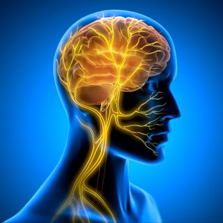 Relaci�n entre cerebro y mente, neuronas y emociones