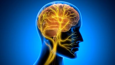 Relación entre cerebro y mente, neuronas y emociones