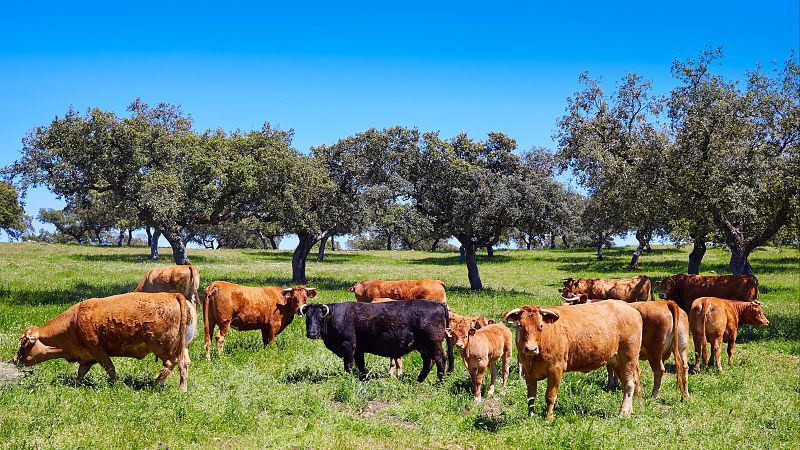 IGP Vaca de Extremadura, sabor y tradición de la dehesa - En clave Turismo | Escuchar