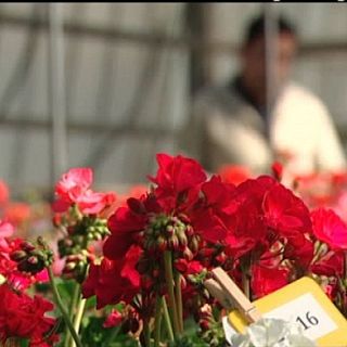 Día Internacional del Florista