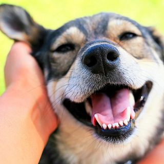 Perros y humanos, un pacto de amistad