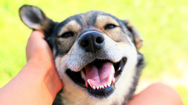 Perros y humanos, un pacto de amistad - Documentos RNE | Escuchar