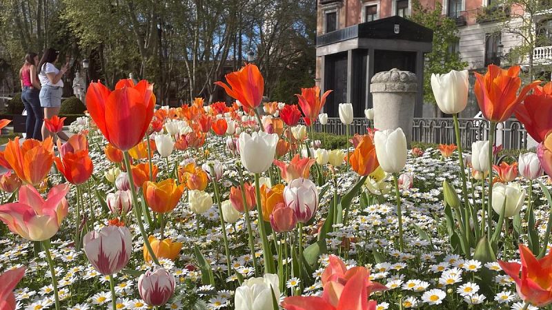 RAE informa - Palabras en flor - 13/04/26 - Escuchar ahora