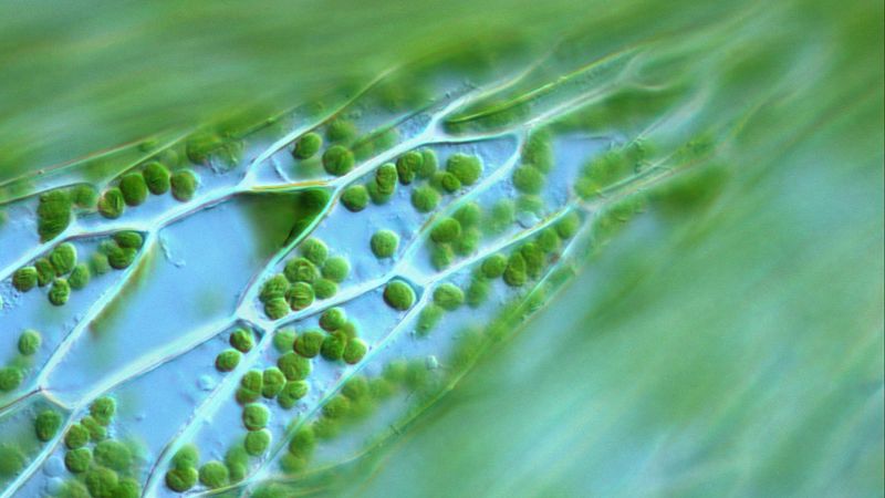 A golpe de bit en Radio 5 - Espirulina: alimentación para vivir más allá de la Tierra - 15/04/26 - Escuchar ahora