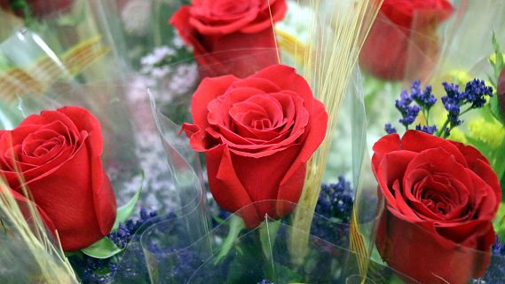 Mercabarna-flor preveu vendre 7 milions de roses