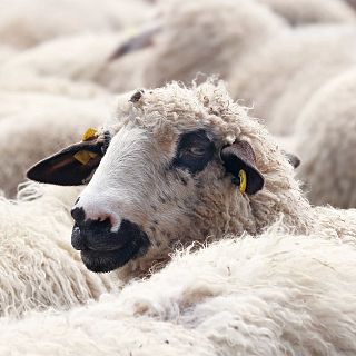 Soria - Nueva vida para la lana merina