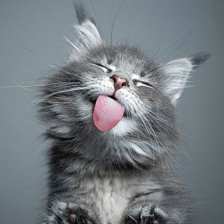 L’actualitat del món animal, amb Paula Calvo