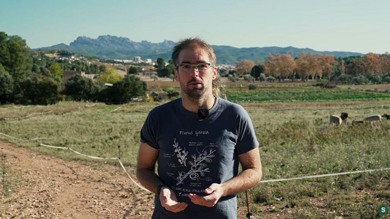 El Pla B - Marc Talavera: "Fa anys, el 85% dels productes que entraven a Mercabarna eren de proximitat; avui, només el 15%" - El pla B | Escoltar