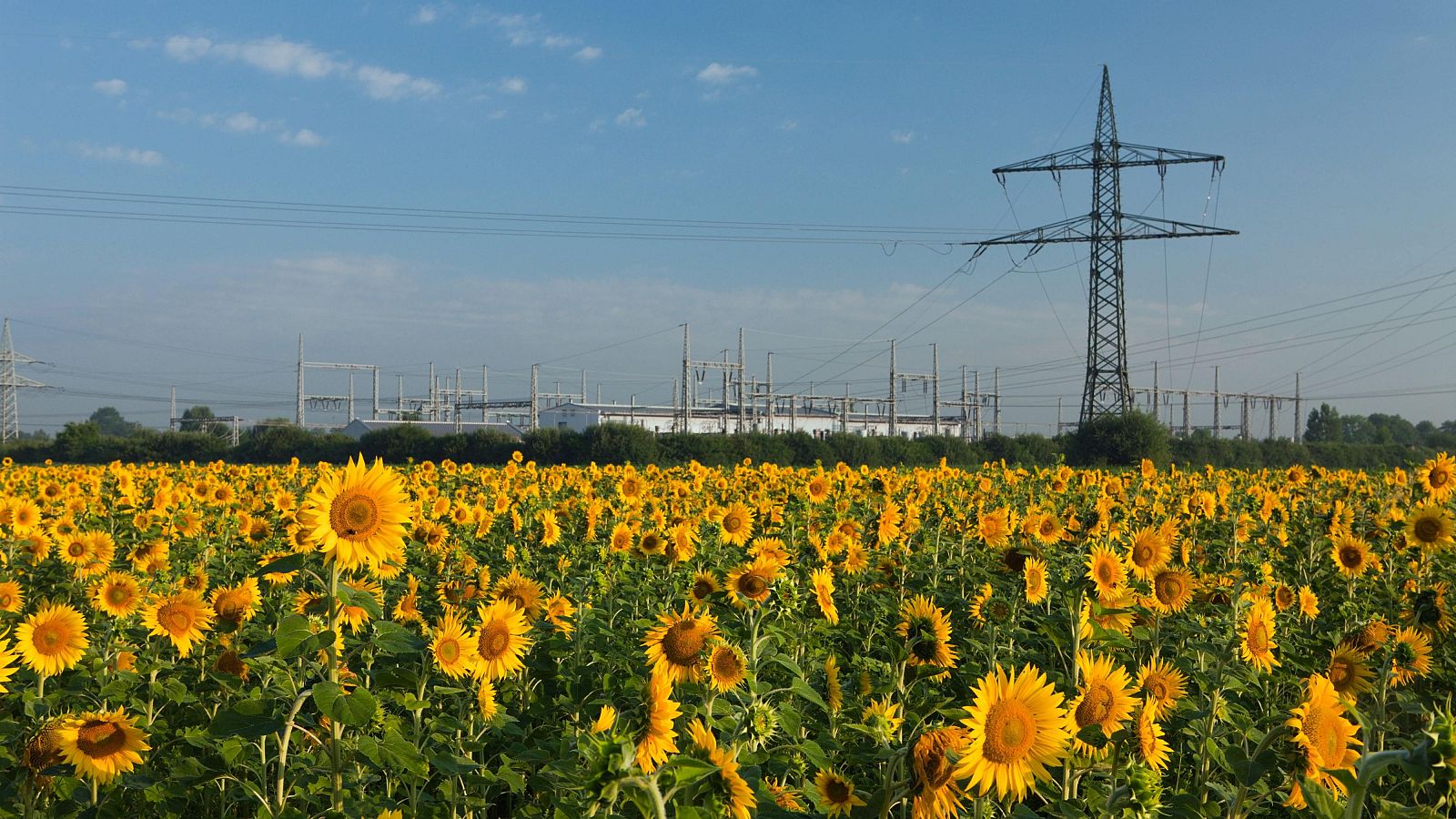 Baterías recargables con cáscaras de pipa: Innovación vasca - Las mañanas de RNE | Escuchar