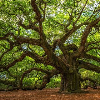 A la sombra de árboles singulares y monumentales de España