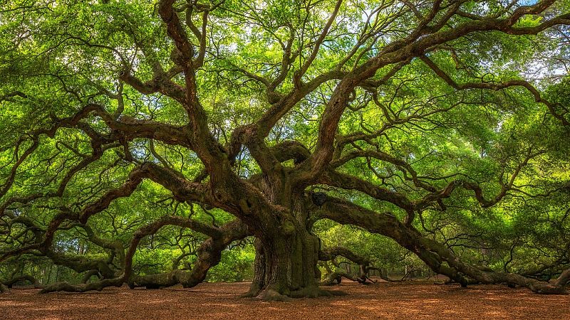 A la sombra de árboles singulares y monumentales de España - En clave Turismo | Escuchar