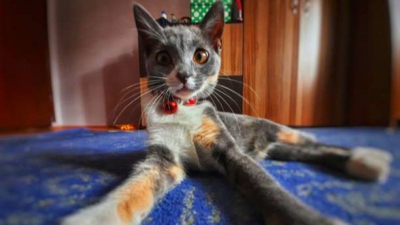 Letras en juego - ¿Cuántos pies tiene el gato? - 28/04/26 - Escuchar ahora