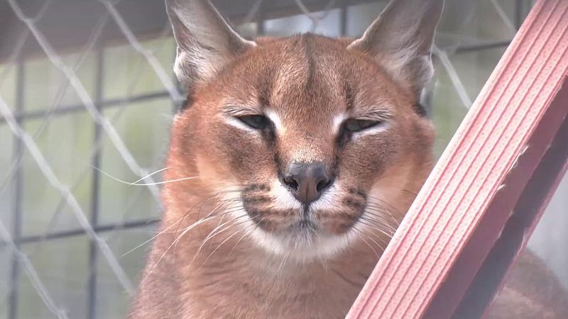 El Pla B - Marc Talavera i el projecte agroalimentari 'Singulars' - La Llei de Benestar Animal amb Mari �ngels Calvo i Olga Ortiz - El pla B | Escoltar