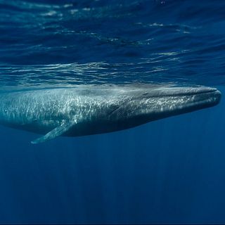Ferias, nutrias, ballenas azules y rorcuales