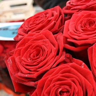 Sant Jordi en Cataluña: la rosa y su historia