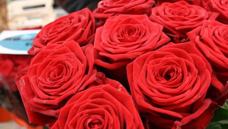 Sant Jordi en Cataluña: la rosa y su historia