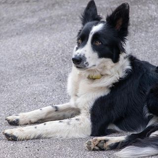 Associació Espanyola de Dol Animal: "Ens han de donar dies de baixa per la mort d'un animal de companyia"