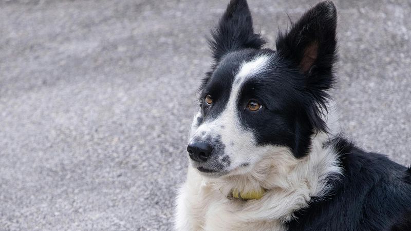 El mat� de R�dio 4 - Associaci� Espanyola de Dol Animal: "Ens han de donar dies de baixa per la mort d'un animal de companyia" - El mat� de R�dio 4 | Escoltar