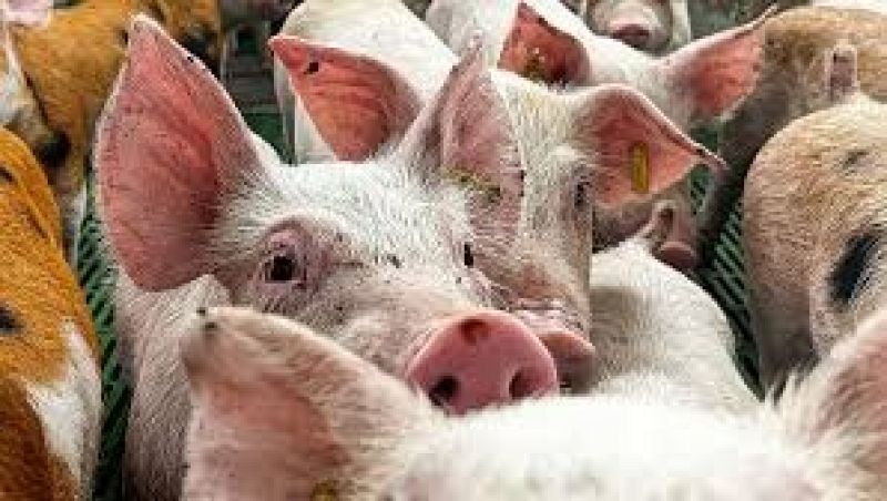 La peste porcina africana sigue preocupando cinco meses después - Escuchar ahora