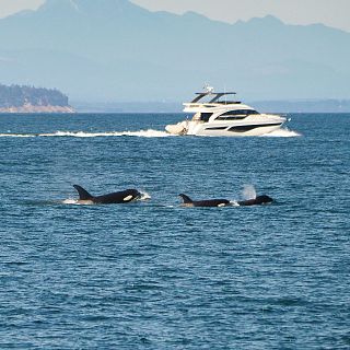 Protocolo para prevenir las interacciones con orcas de la DGMM