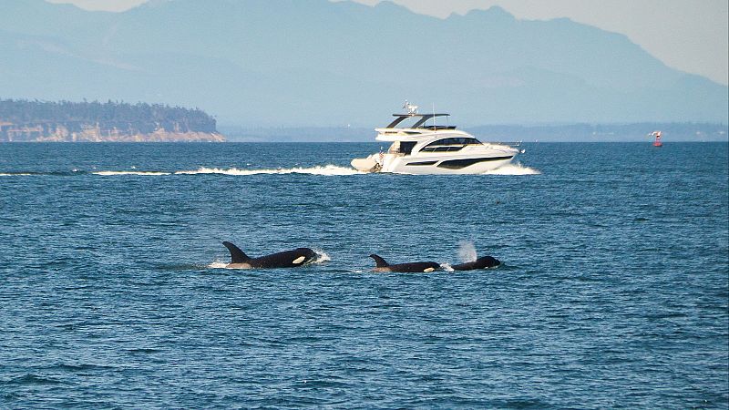 Protocolo prevención de interacciones con orcas de la DGMM - Españoles en la mar | Escuchar
