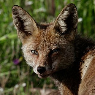 Si tú no eres el lobo ¿Quién soy yo?