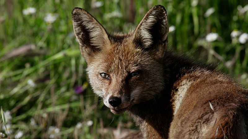 El �rbol de la m�sica - Si t� no eres el lobo �Qui�n soy yo? - 25/0/26 - El �rbol de la m�sica | Escuchar