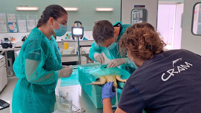 Millorar la salut humana per garantir una salut animal més bona | MARÍA GÓMEZ